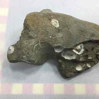 Sandstone Concretion Pelecypods