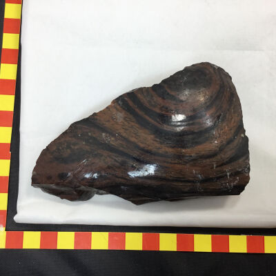 Mahogany Golden Eye Obsidian