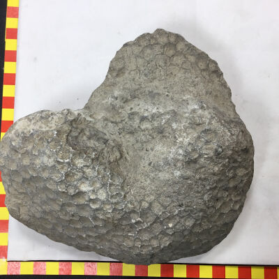 Coral Scleratinia