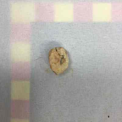 Feldspar