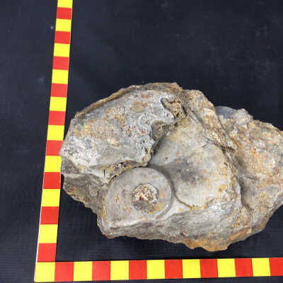 Ammonites Ceratites