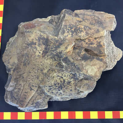 Leaf fossils in volcanic ash