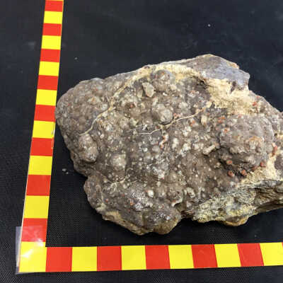 Thunderegg Nest