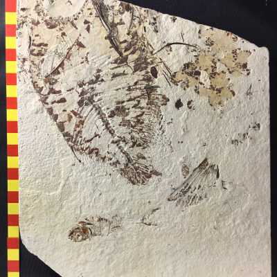Osteichthyes Knightia Eocaena Fossil