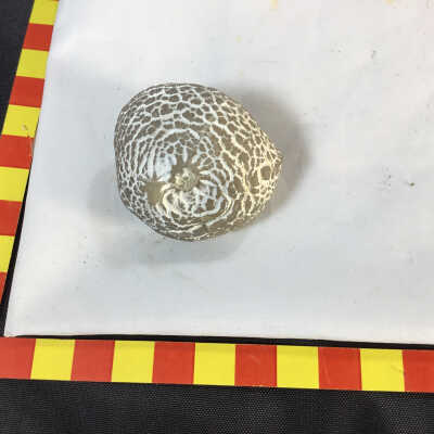 Snake skin agate