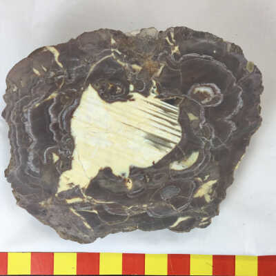 Thunderegg