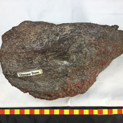 Dinosaur Bone