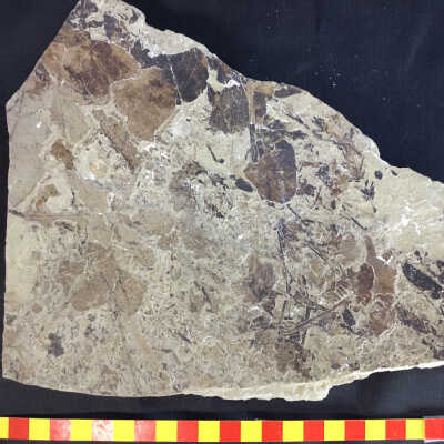 Leaf Fossils in Volcanic Ash