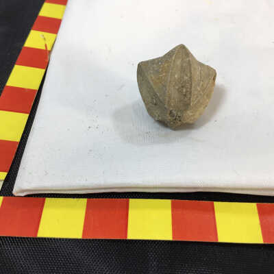 Blastoid Echinoderm