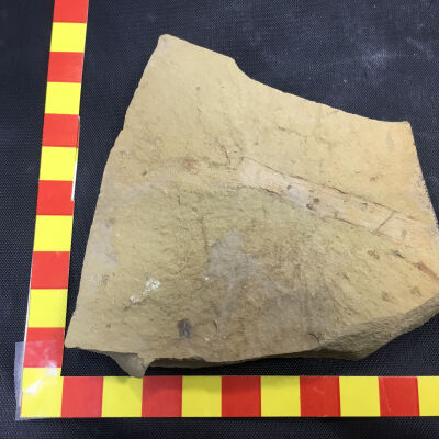 Fossil Pondrush