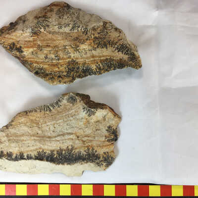 Banded Rhyolite with Magnesium Dendrites