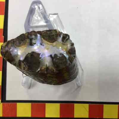 Ammonite Fossil (Striation)