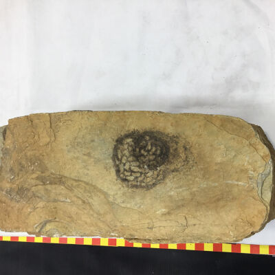 Stromatolite