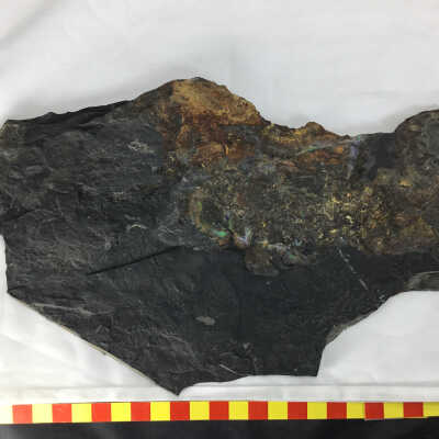 Graptolites Didymograptus in Shale
