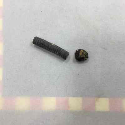 Crinoid Fossil
