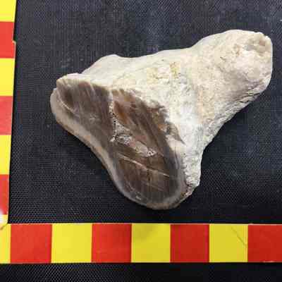 Limb Cast