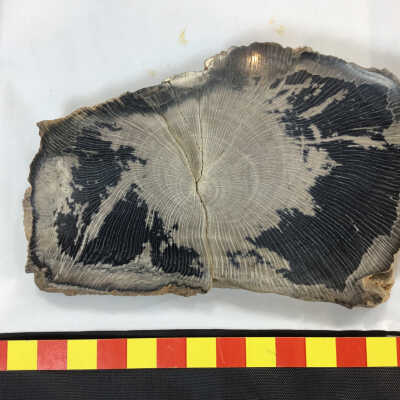 Petrified Wood