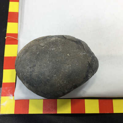 Fossil Clam