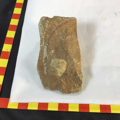 Fossilized Clam in Volcanic Ash