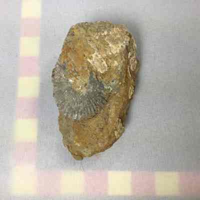 Fossil Coral
