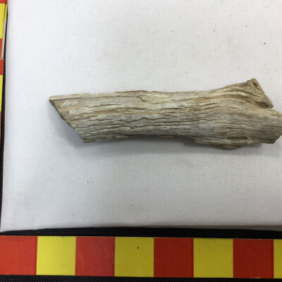 Limb worn by waves