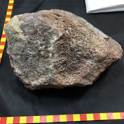 Dinosaur Fossil Bone