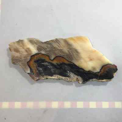 Petrified Wood