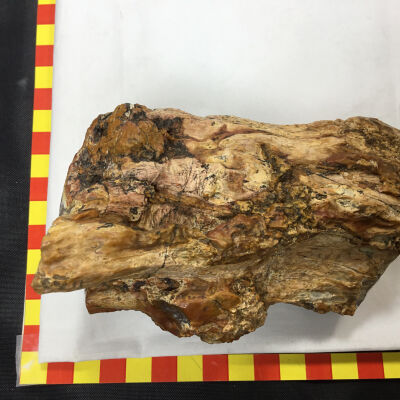 Fossilized Fern