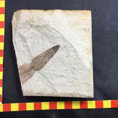 Fossil Leaf