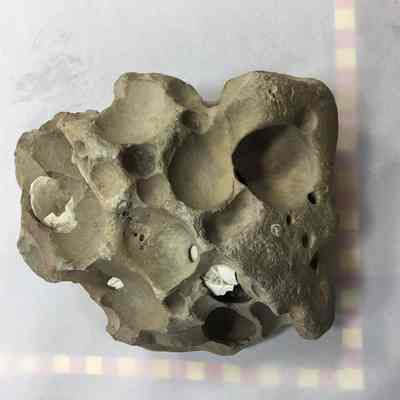 Shale with Tube Worm Bore Holes