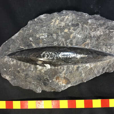Fossil Squid in Micrite Matrix