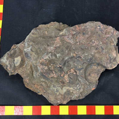 Ammonites