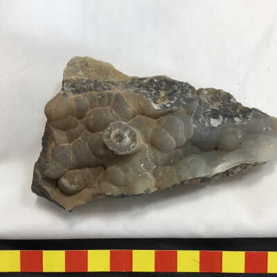 Botryoidal Smoky Agate