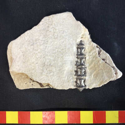 Fish Vertebrates in Volcanic Ash