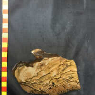 Original Picture Jasper #2
