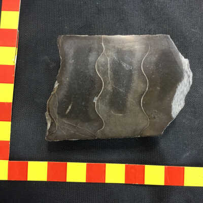 Fossil Baculite