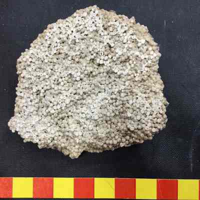 Oolite