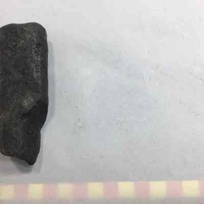 Mammoth Trap bone
