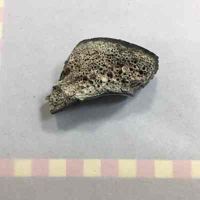 Fossil Ox Bone