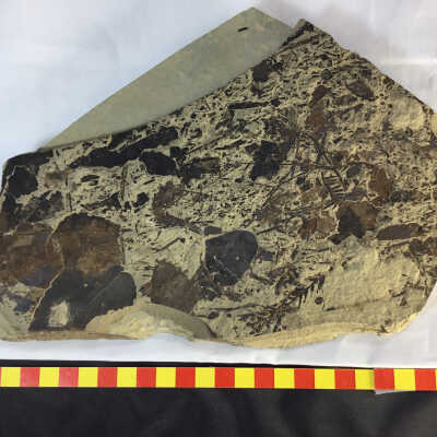 Leaf Fossils