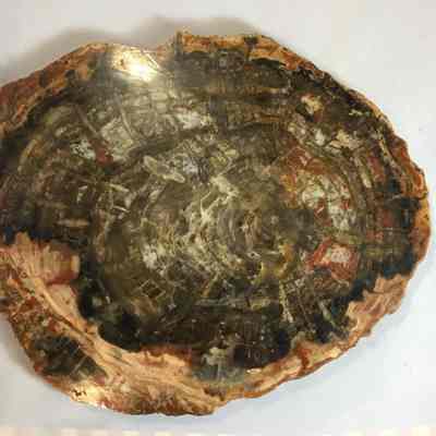 Petrified Wood