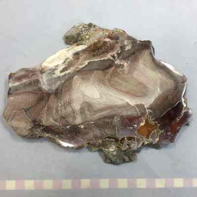 Petrified Wood
