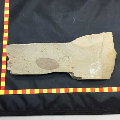 Fossil Leaf in Volcanic Ash
