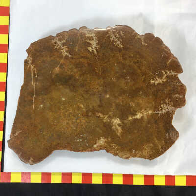 Idaho Gold Jasper