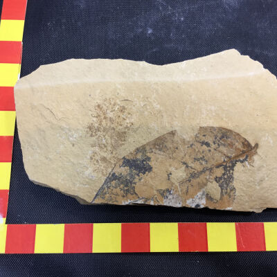 Fossil Leaf Ash and Willow