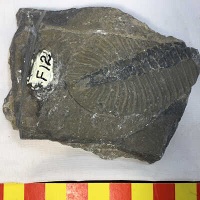 Eirathia Trilobite