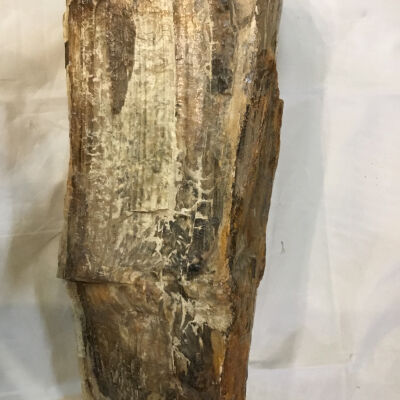 Petrified Wood