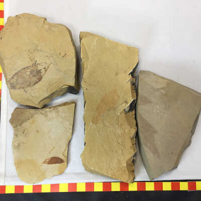 Leaf Fossils
