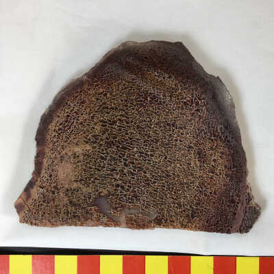 Fossil Dinosaur Bone Slice