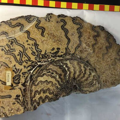 Large Ammonite